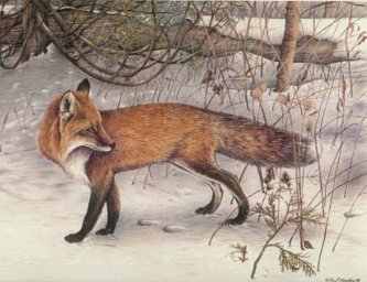 redfox